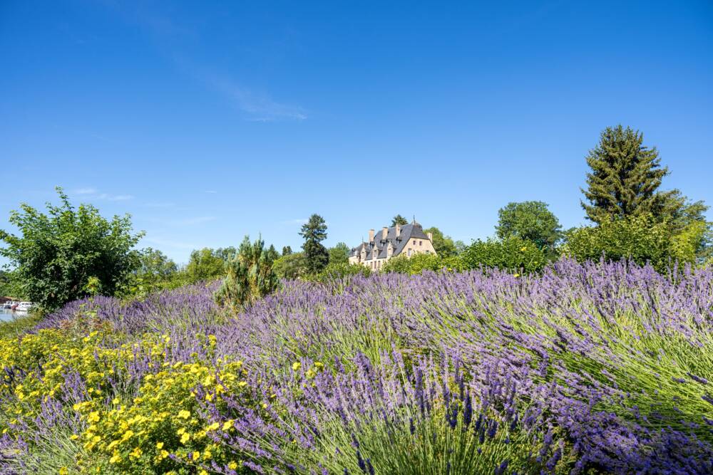 Château de Châtillon en Bazois et jardin de lavande