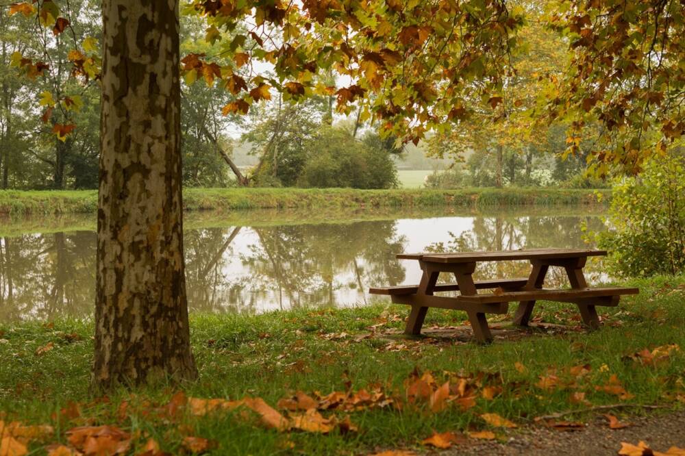 Vue d'un banc sous un arbre à l'automne