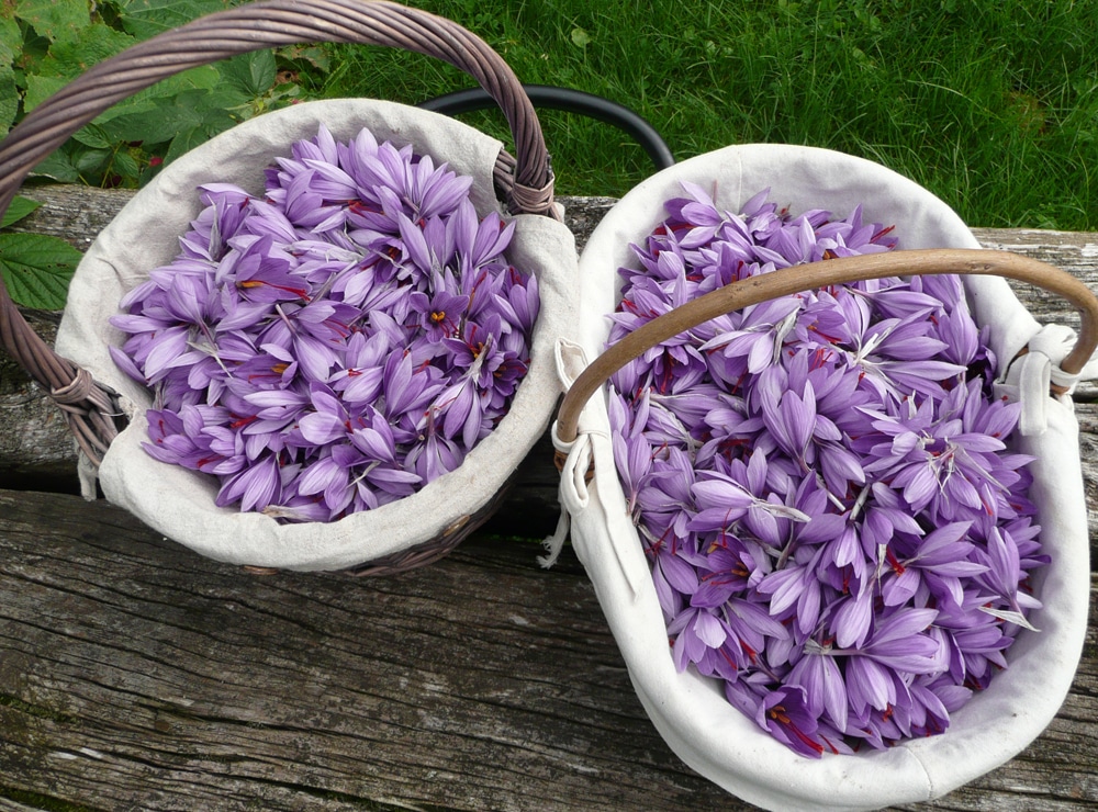 vue en plongée d'un panier de crocus fraîchement récoltés
