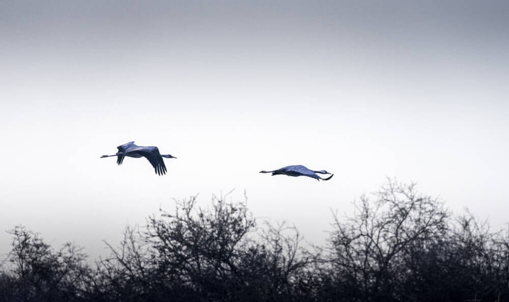 Vol de deux grues cendrées en bord de Loire