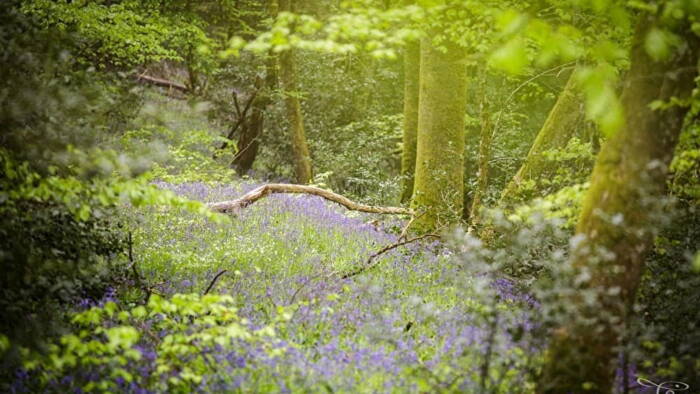 Foret Bibracte - Rives du Morvan Tourisme