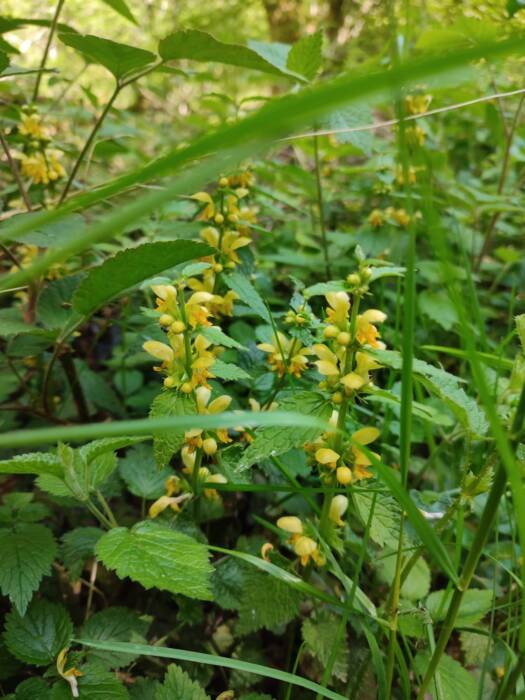 Fleurs sauvages au bord de la Dragne