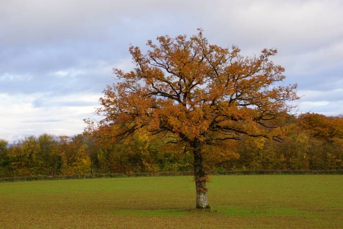vue d'un arbre aux couleurs flamboyantes dans un bocage