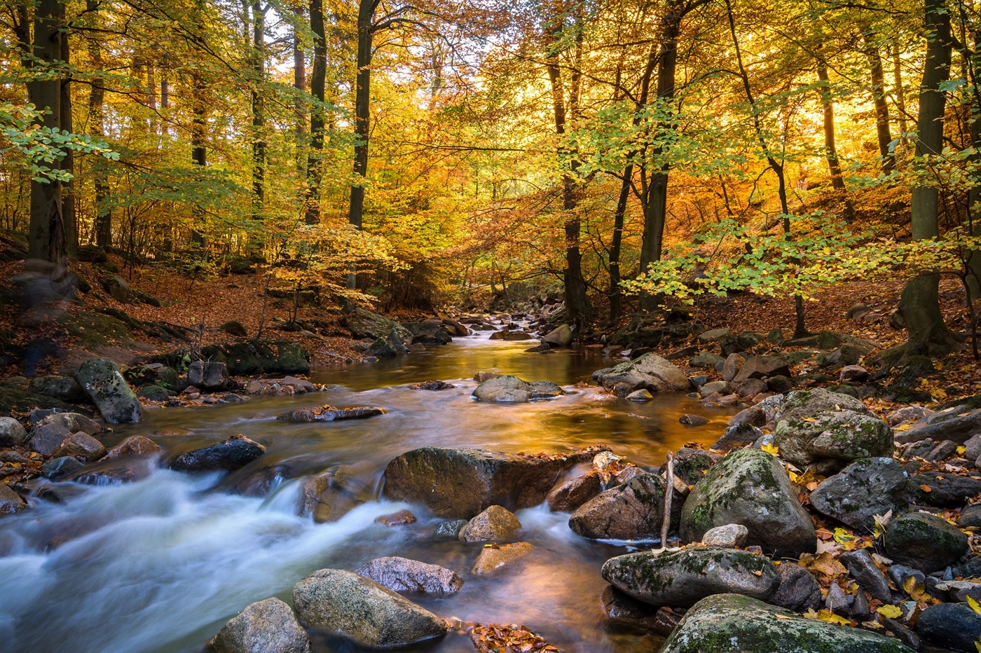 vue d'une rivière dans un sous-bois aux couleurs automnales