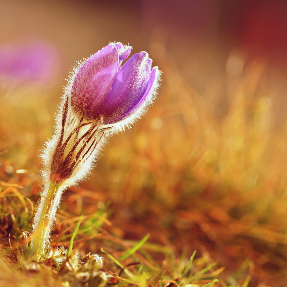vue d'une fleur de safran à l'automne
