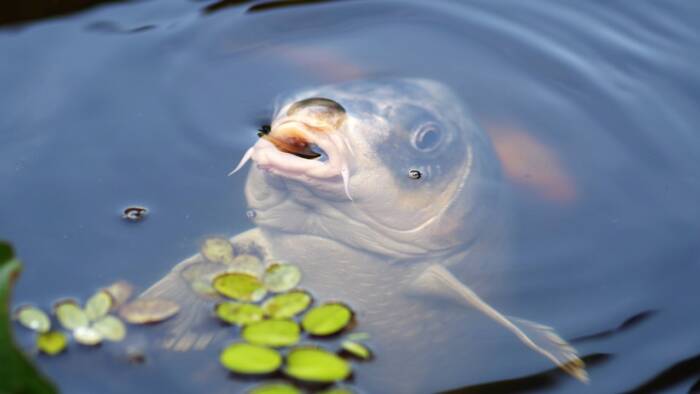 carp 440630 1280 - Rives du Morvan Tourisme