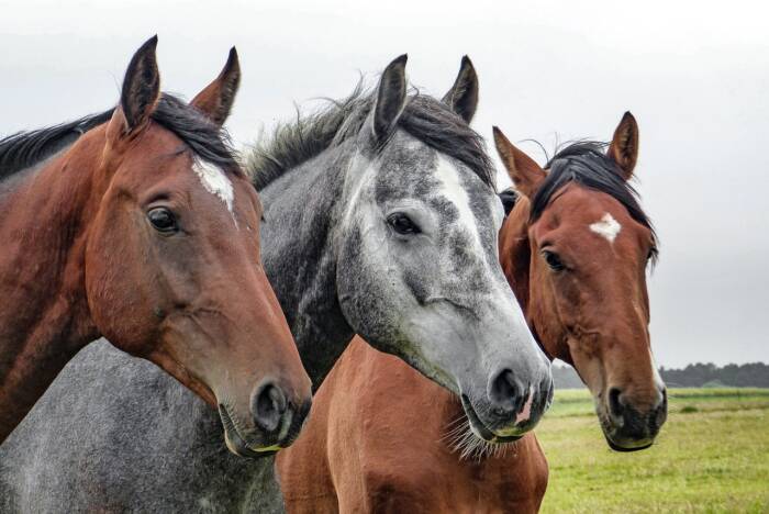 horses 1414889 1280 - Rives du Morvan Tourisme